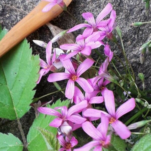 Oxalis articulata Květ