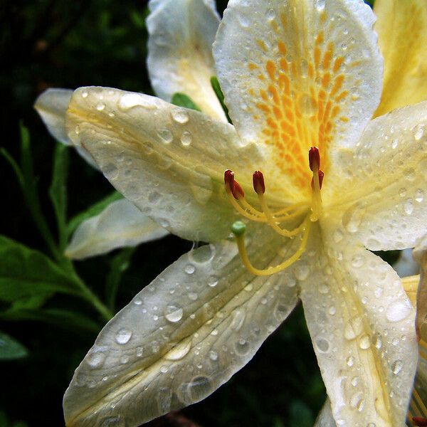 Rhododendron calendulaceum Kukka