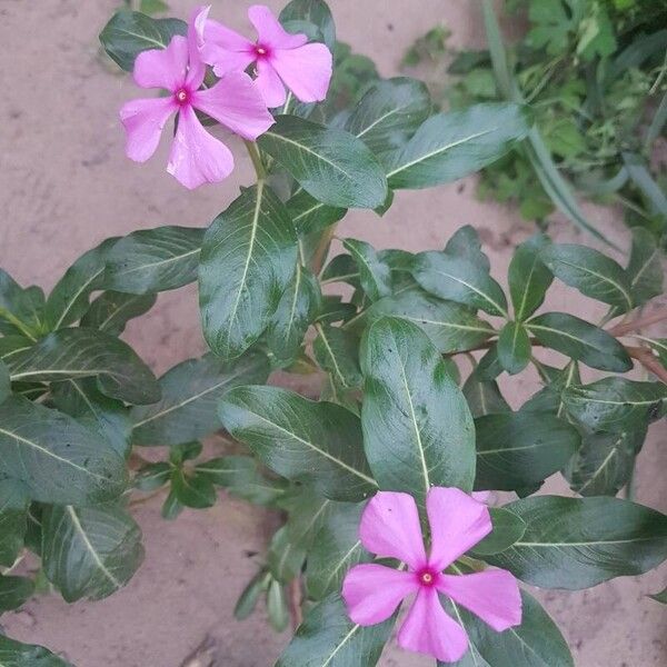 Catharanthus roseus Flower