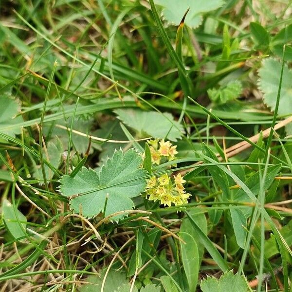 Alchemilla monticola 花