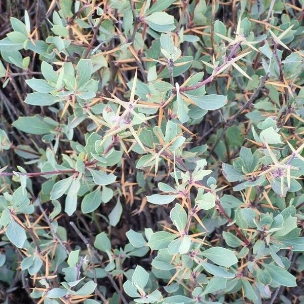 Berberis actinacantha 葉