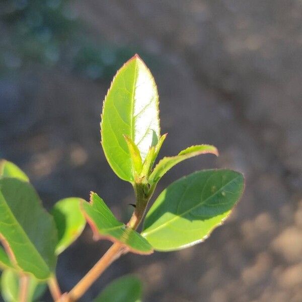 Rhamnus alaternus Leaf