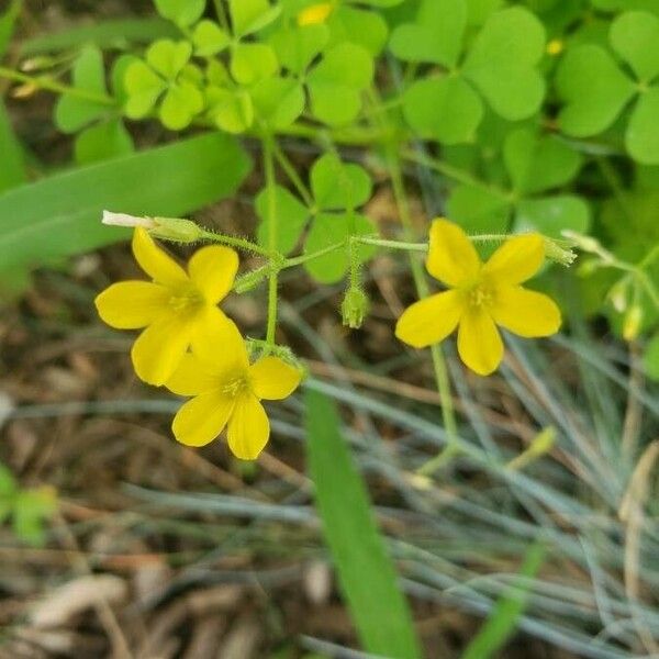 Oxalis dillenii Λουλούδι