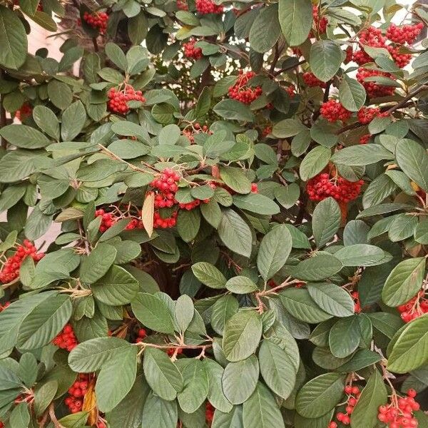 Cotoneaster coriaceus Φύλλο