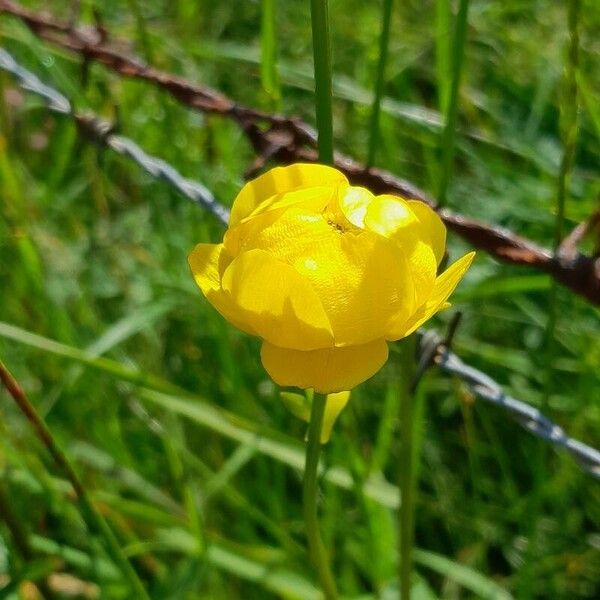 Trollius europaeus Flor