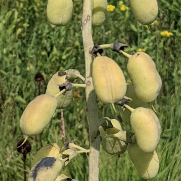 Baptisia alba Frukto