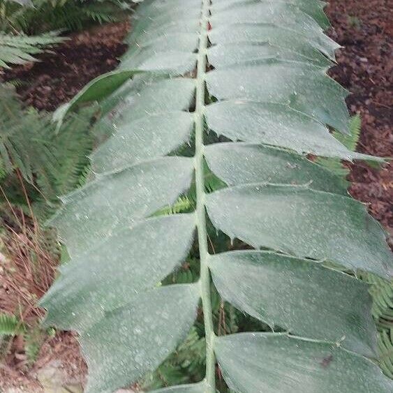 Encephalartos ferox Hostoa