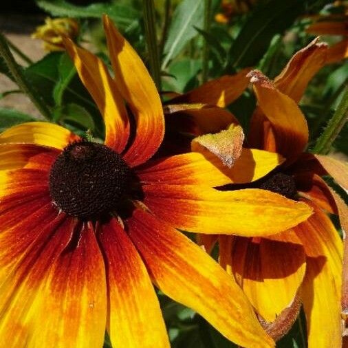 Rudbeckia hirta Fiore