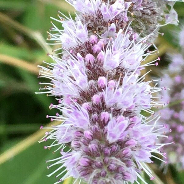 Mentha longifolia Flower