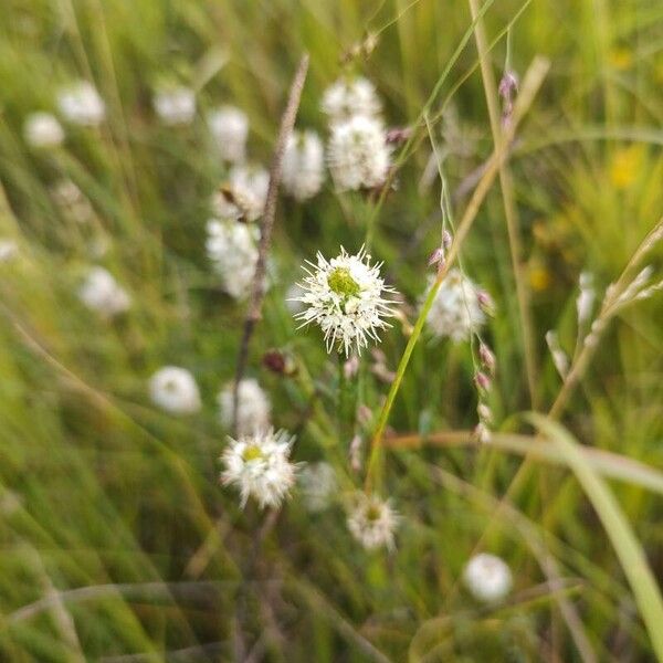 Dalea candida Flor