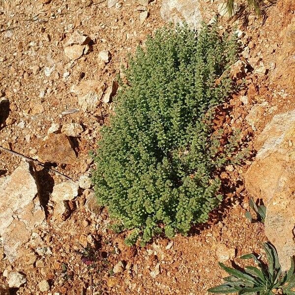 Alyssum simplex Tervik taim