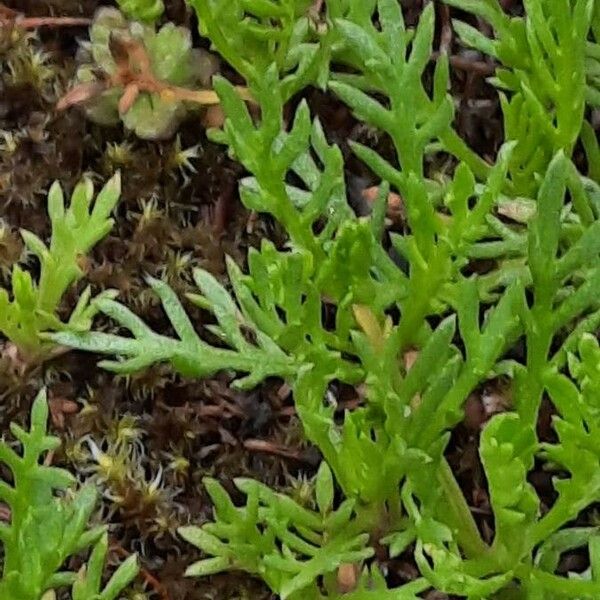 Achillea atrata List