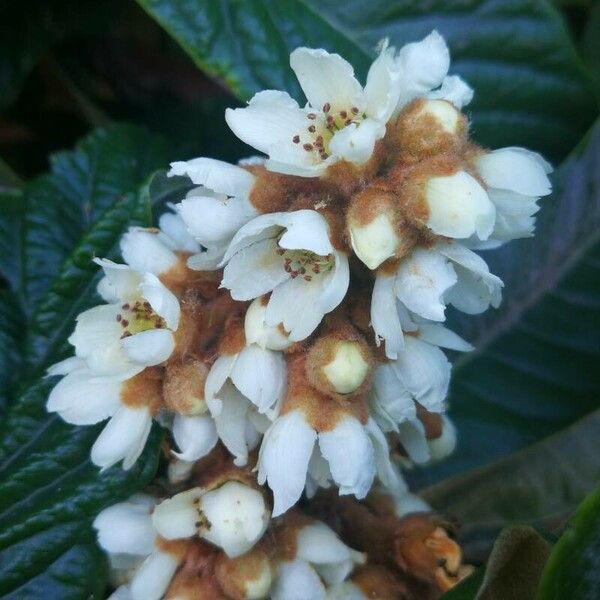 Eriobotrya japonica Λουλούδι