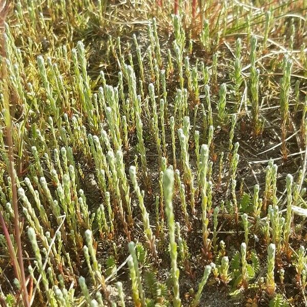 Salicornia perennis Blad