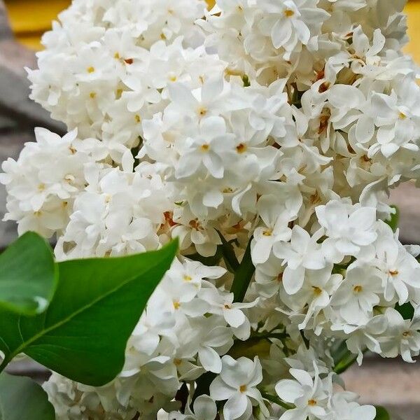 Syringa vulgaris Fleur