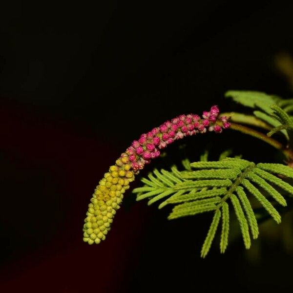 Dichrostachys cinerea Flor