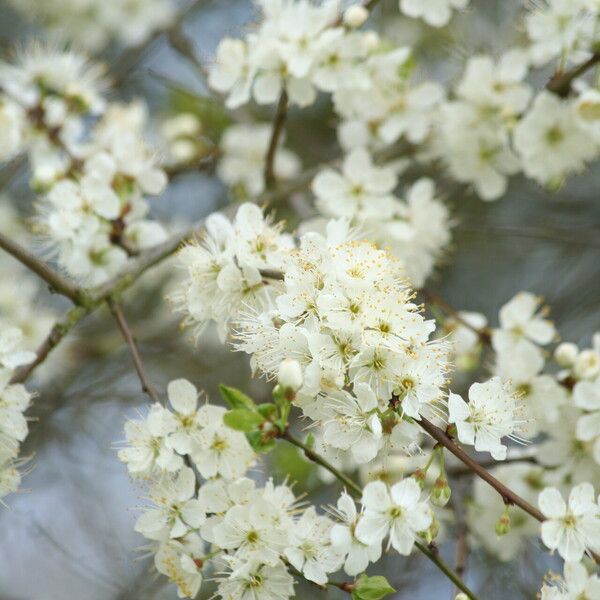 Prunus cocomilia Květ