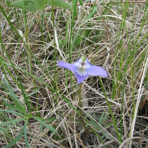 Viola pedatifida Staniste