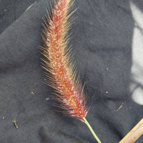 Setaria parviflora Flower