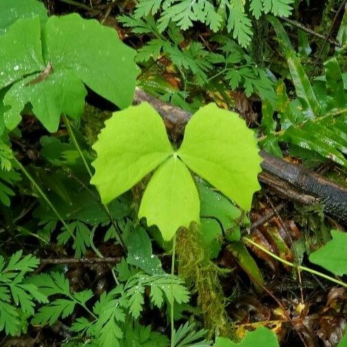 Achlys triphylla Blad