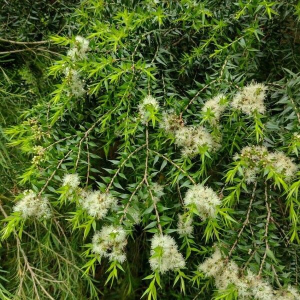 Melaleuca styphelioides অভ্যাস