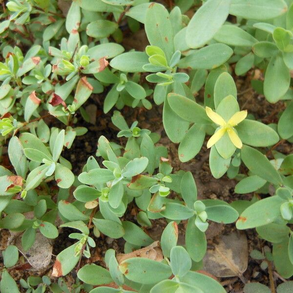 Hypericum hypericoides (St. andrew's-cross)