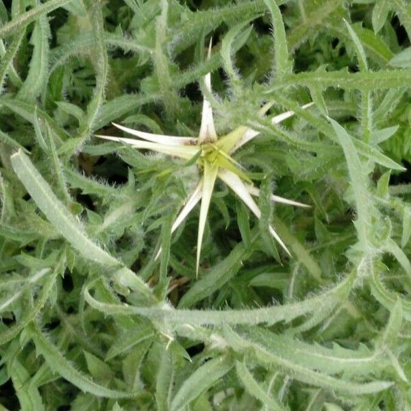 Centaurea calcitrapa പുഷ്പം