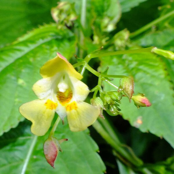 Impatiens parviflora Kwiat