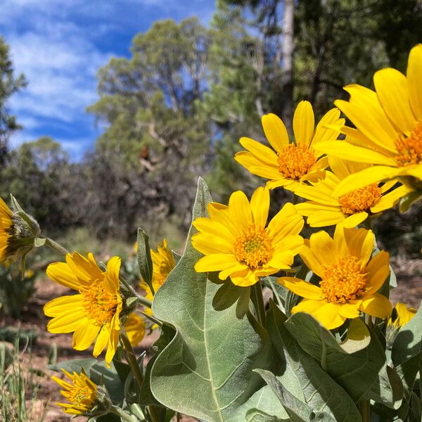 Wyethia sagittata Flower