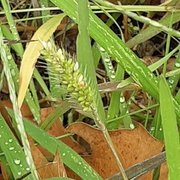 Setaria verticillata Blomst