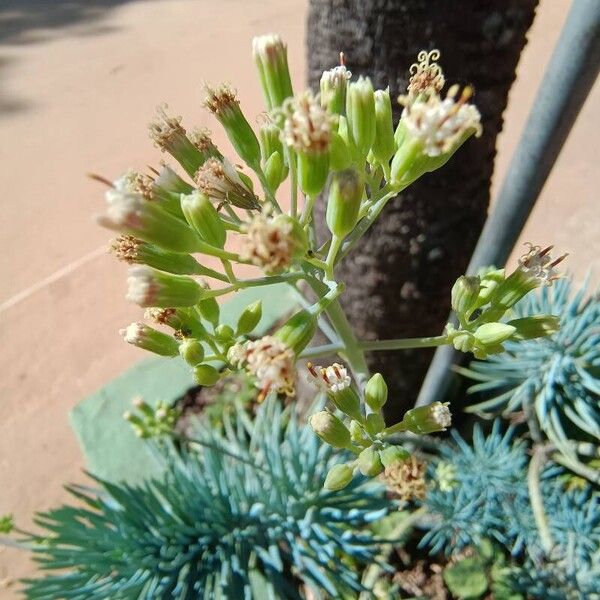 Curio talinoides Bloem