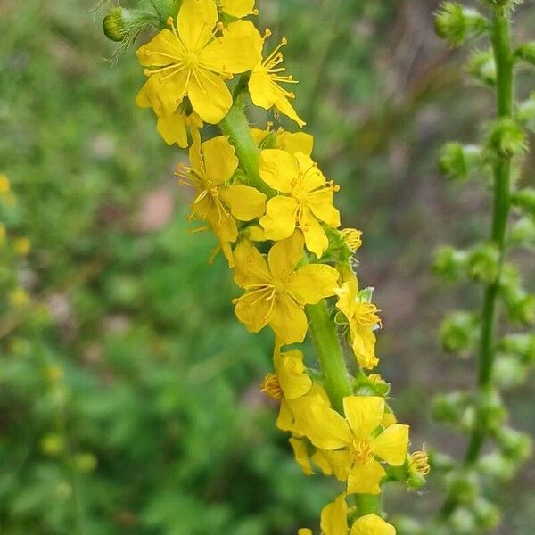 Agrimonia eupatoria 花