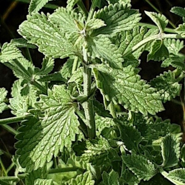 Nepeta cataria Blad