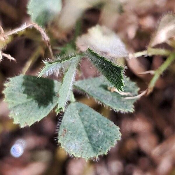 Medicago truncatula Blad