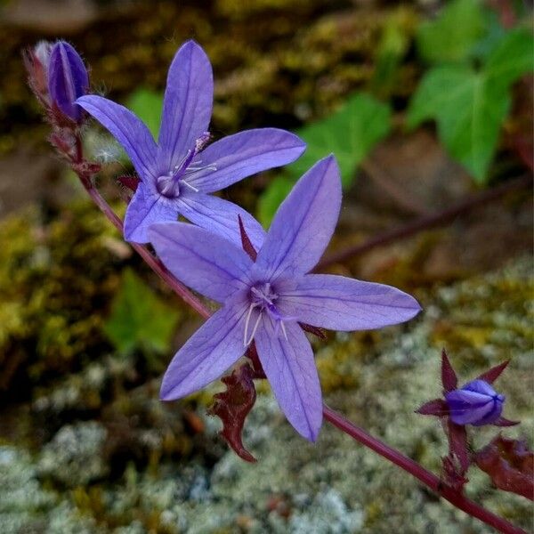 Campanula poscharskyana Цвят