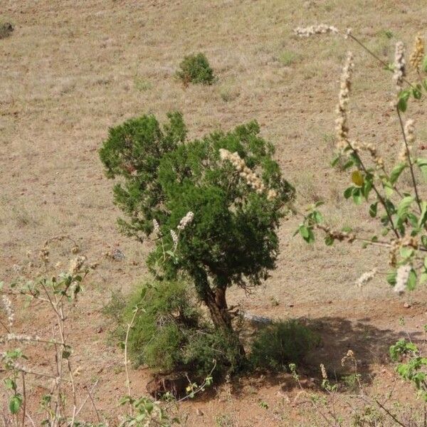 Juniperus procera Frunză