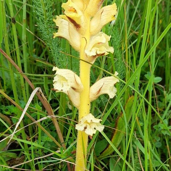 Orobanche lutea Habitus