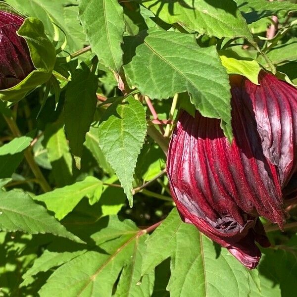 Hibiscus moscheutos Flor