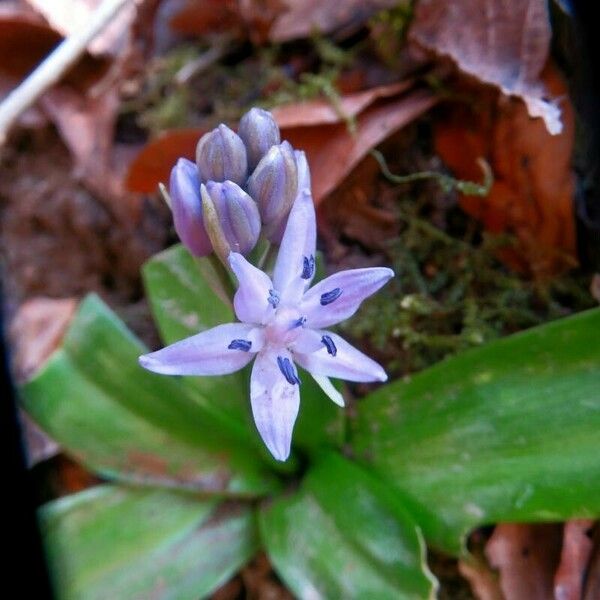 Scilla lilio-hyacinthus Flower