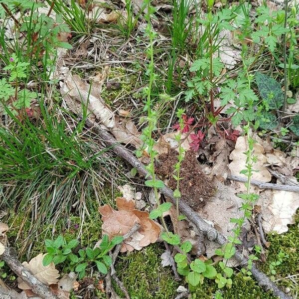 Veronica arvensis Συνήθη χαρακτηριστικά