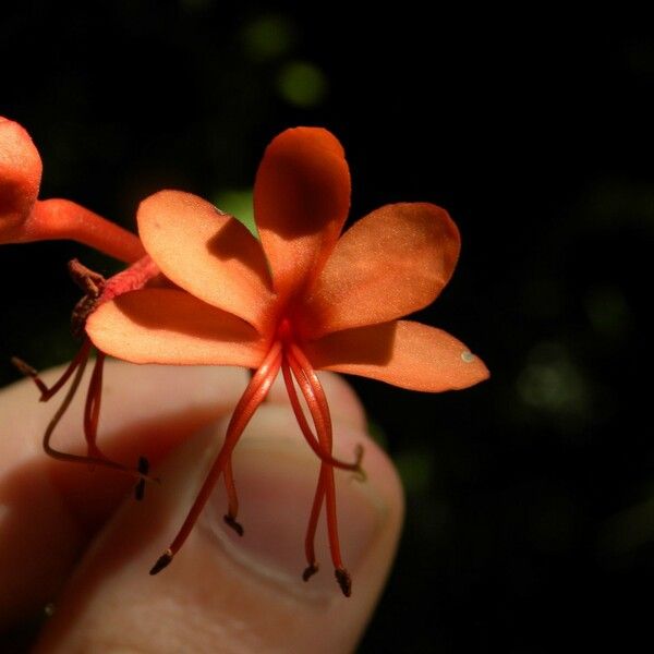 Clerodendrum speciosissimum Квітка