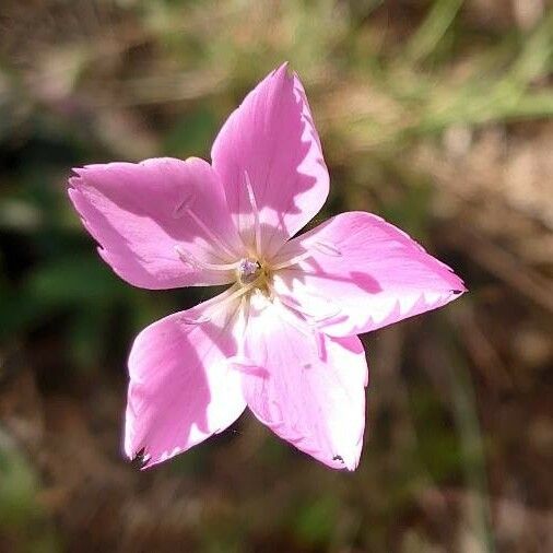 Dianthus sylvestris Õis