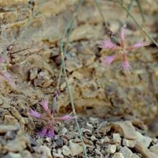 Dianthus libanotis Flower