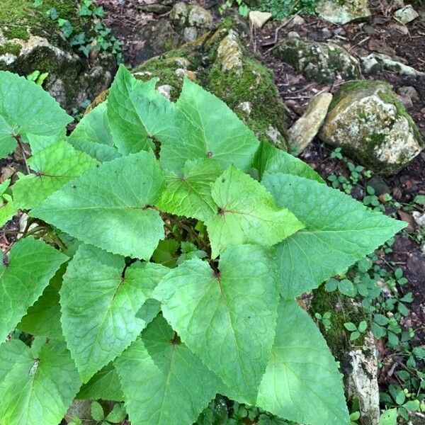 Lactuca alpina Fuelha