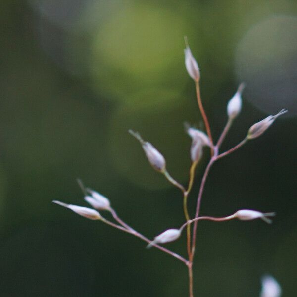 Aira caryophyllea Flower