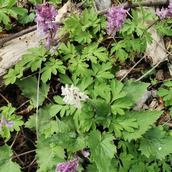 Corydalis cava Virág