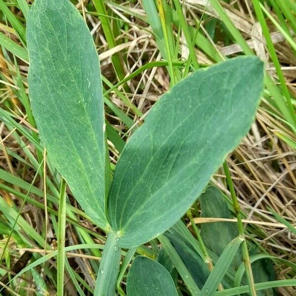 Lathyrus latifolius Blatt