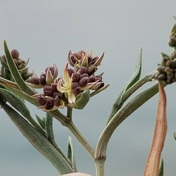 Bupleurum semicompositum Blomma