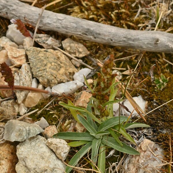 Omalotheca sylvatica Folha