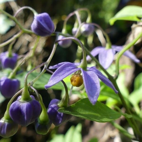 Solanum seaforthianum Цвят